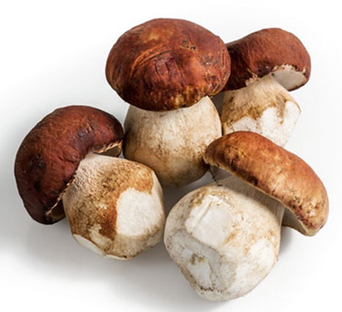 boletus boletus
